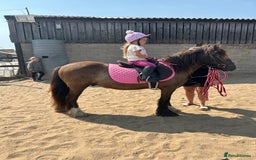 Irish Cob horses for sale: Very soft boy  - Image 3
