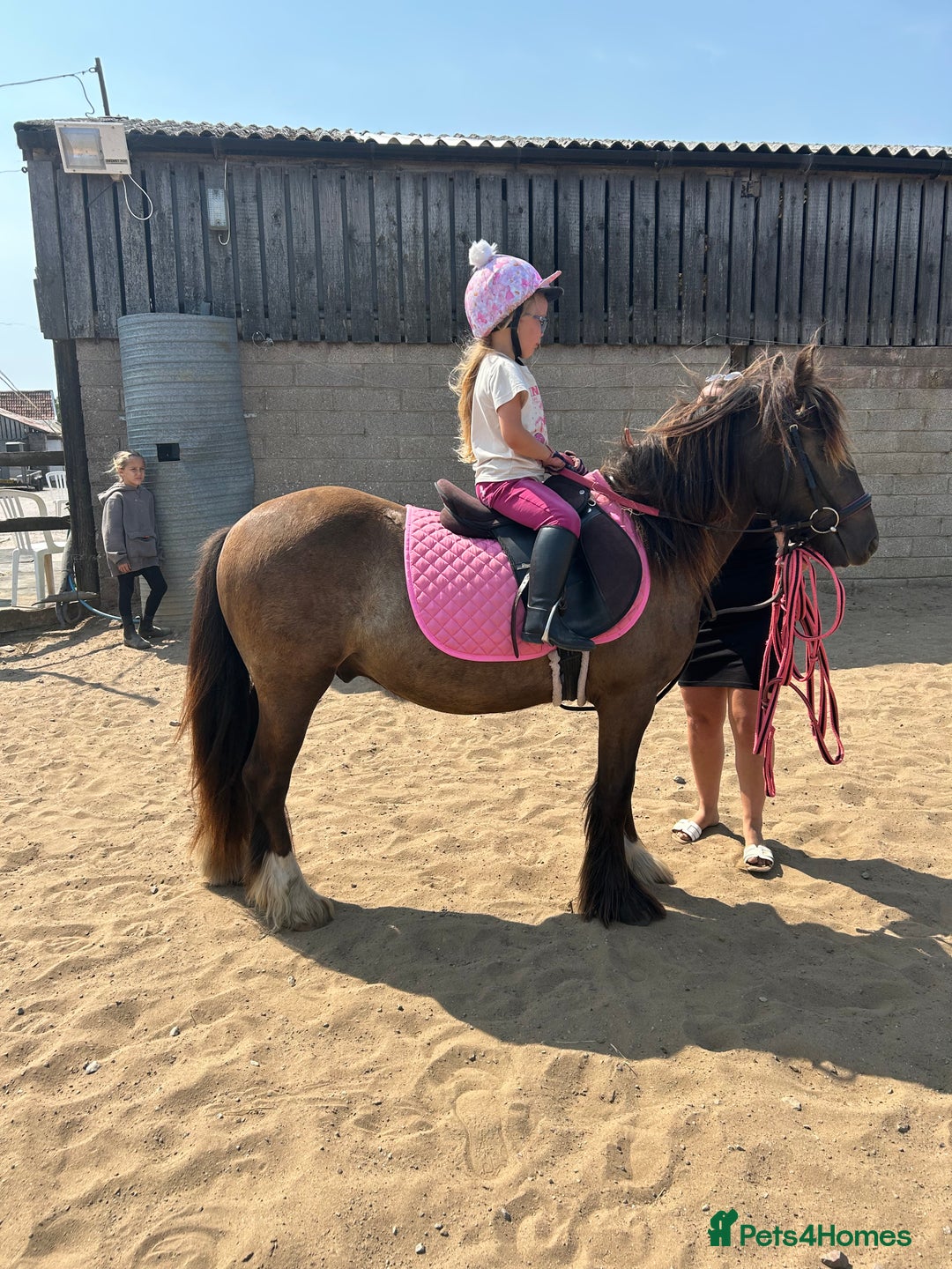 Irish Cob horses for sale: Very soft boy  - Image 3