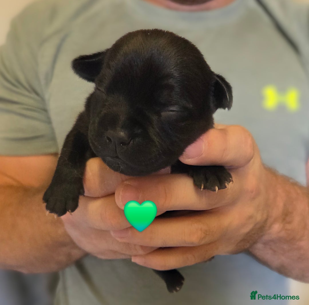Staffordshire Bull Terrier dogs for sale: Beautiful Staffy Puppies (Blue and Black) - Image 19