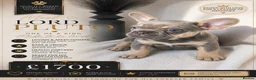 French Bulldog dogs for sale: NEW LUXURY FRENCHIES 2 GIRLS 3 BOYS LEFT - Advert 2