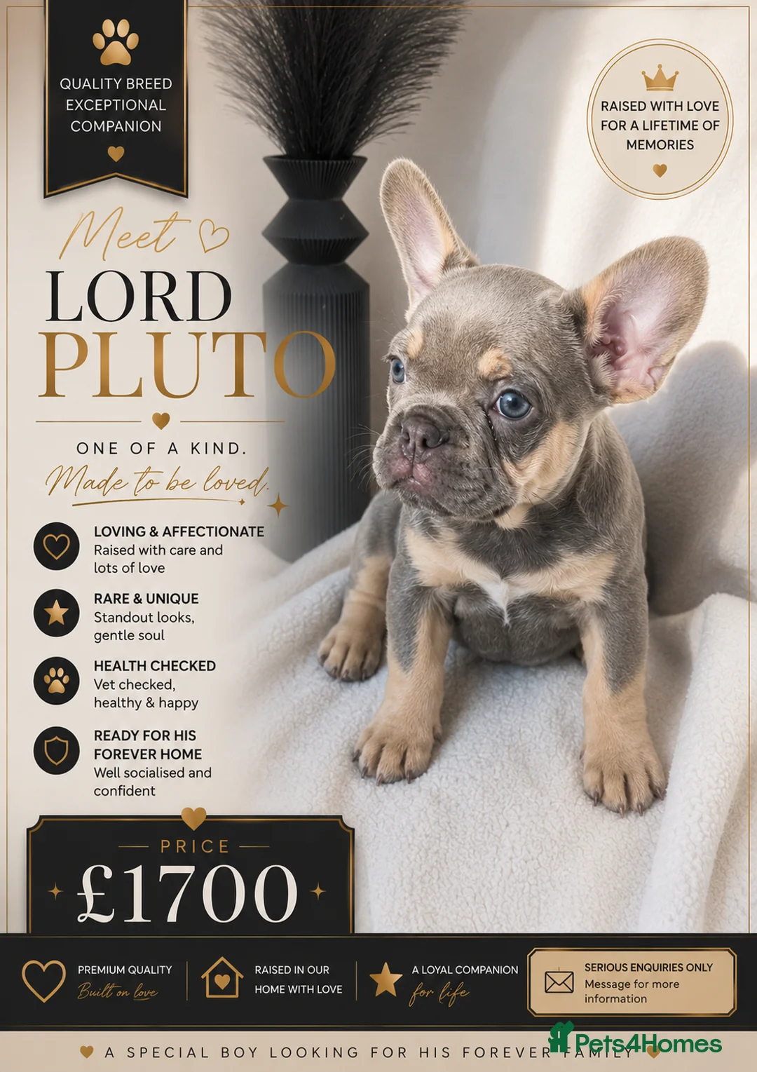 French Bulldog dogs for sale: NEW LUXURY FRENCHIES 2 GIRLS 3 BOYS LEFT - Advert 2