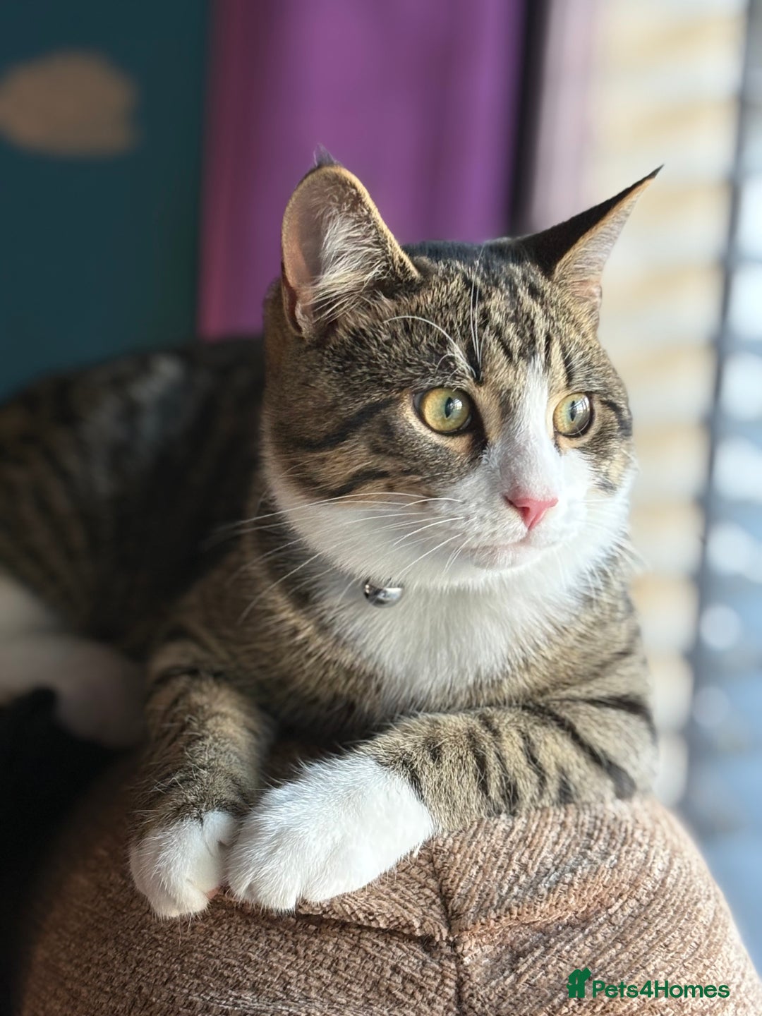 Domestic Shorthair cats for sale: Handsome 6 month old tabby and white male. - Advert 7