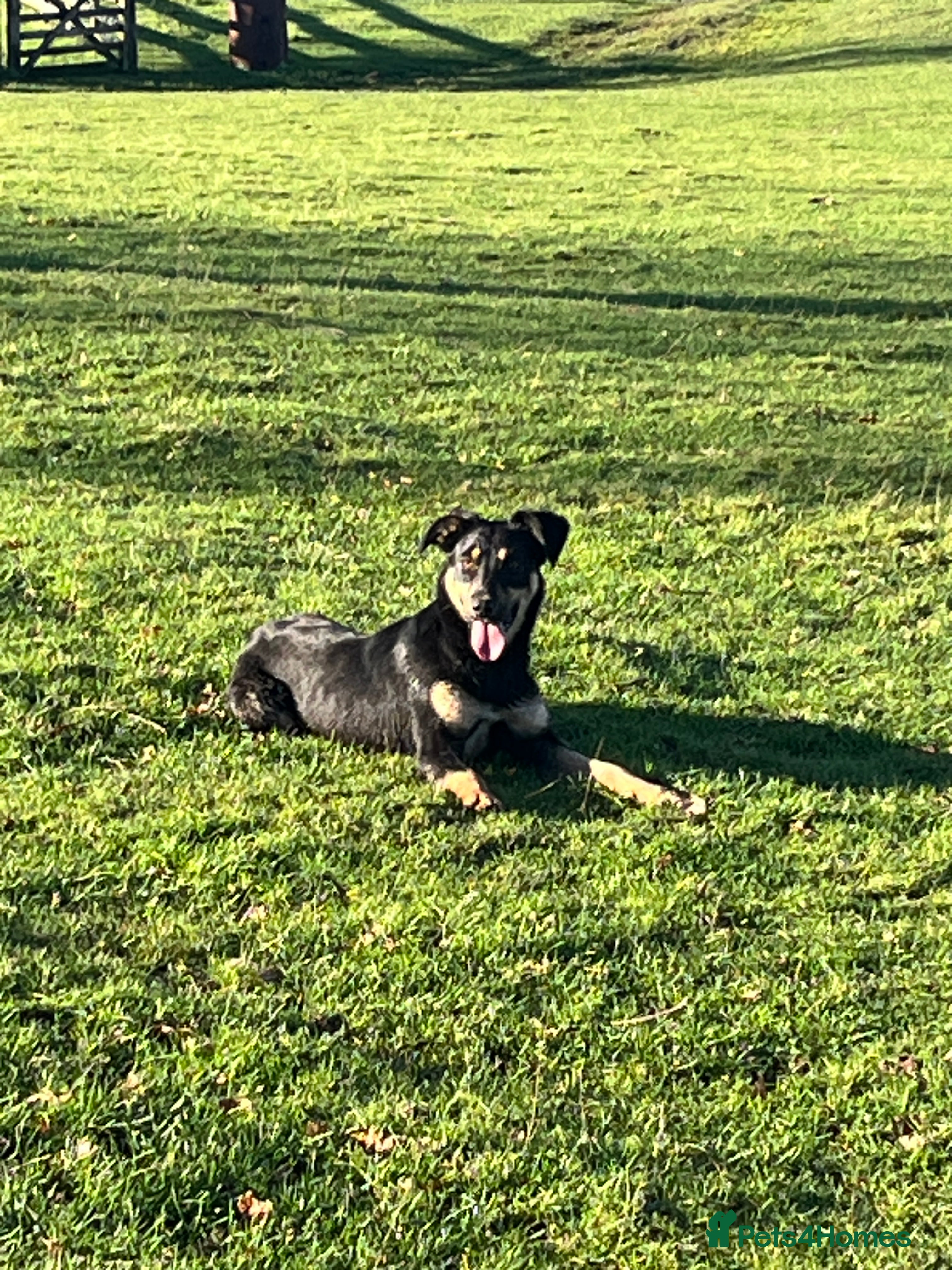 Huntaway dogs Peggy - Advert 7