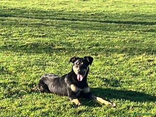 Huntaway dogs Peggy - Advert 5