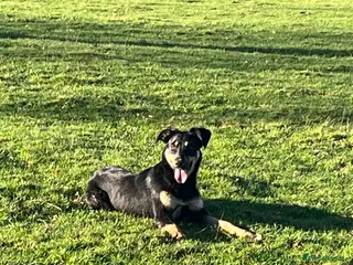 Huntaway dogs Peggy - Advert 17