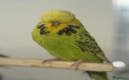 Budgerigars birds for sale: Selection of Budgies’s  - Advert 15