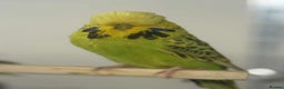 Budgerigars birds for sale: Selection of Budgies’s  - Advert 15