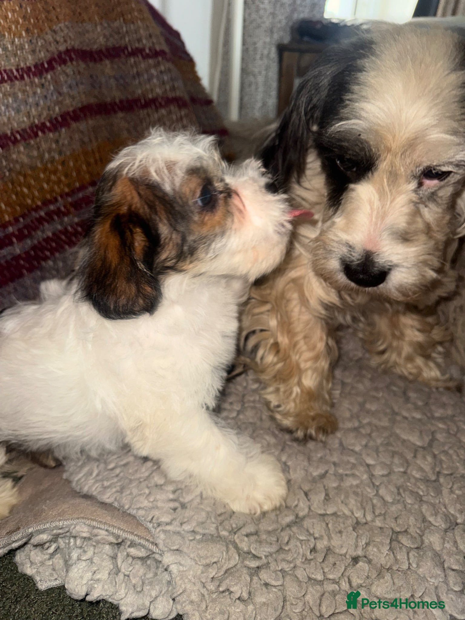 Mixed Breed dogs Sporting Lucas Terrier x Sealyham Terrier Puppies  - Advert 1
