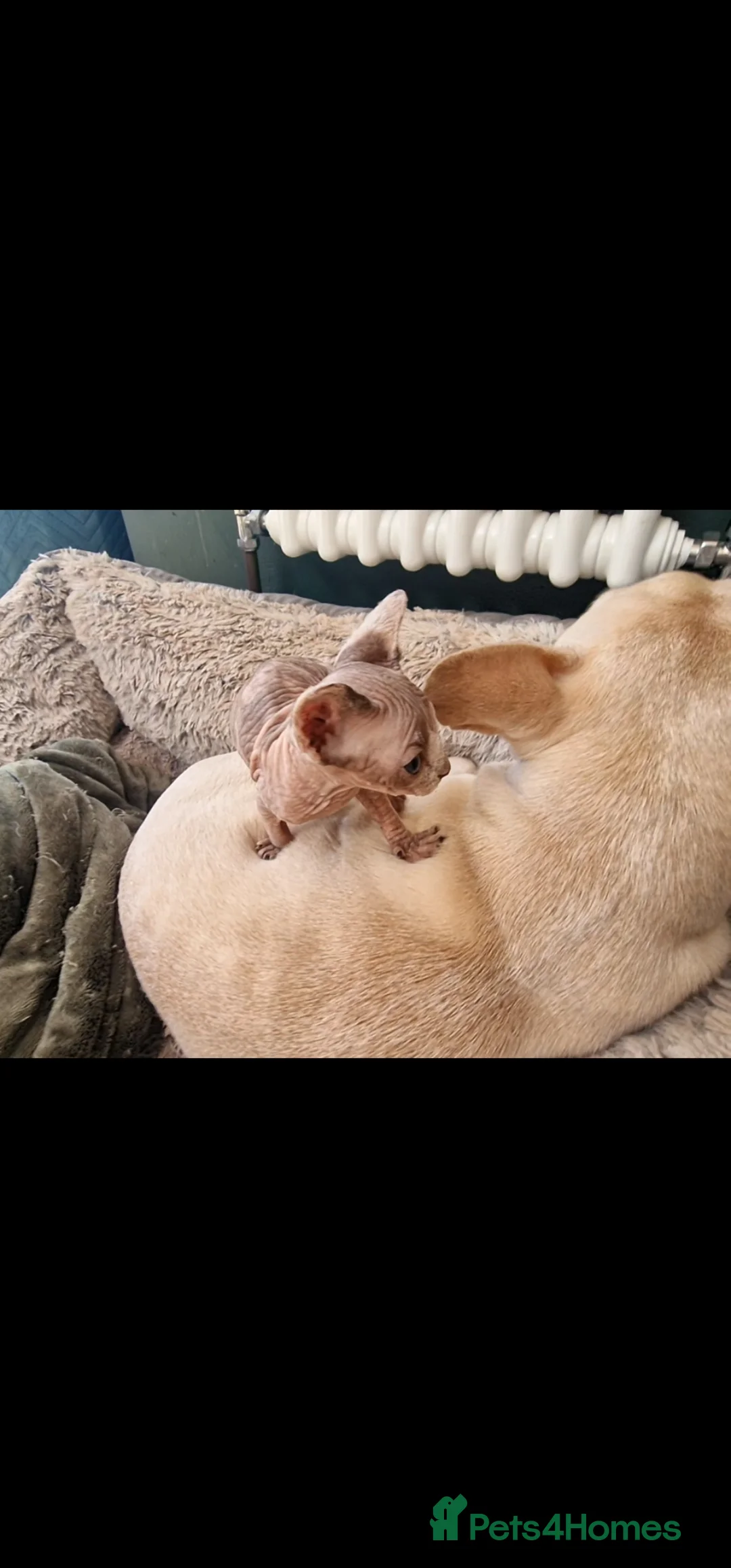 Sphynx cats for sale: Last little sphynx girl - Advert 4