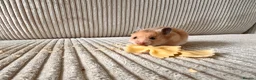 Hamster rodents for sale: Syrian hamster babies - Advert 6