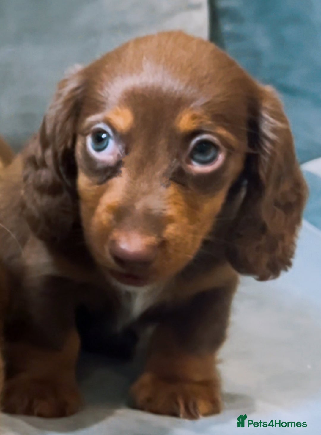 Miniature Dachshund dogs for sale: KC reg PRA clear long hair mini dachshund puppies  in Maidstone - Image 16
