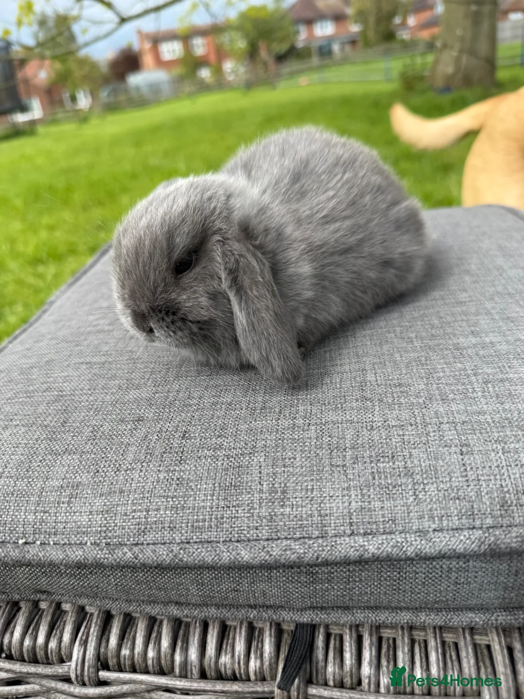 Mini Lop rabbits for sale: Beautiful mini lops in Northallerton - Advert 24