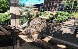 Savannah cats for sale: F5 Full Pedigree Tica Registered Girl Kitten - Image 15
