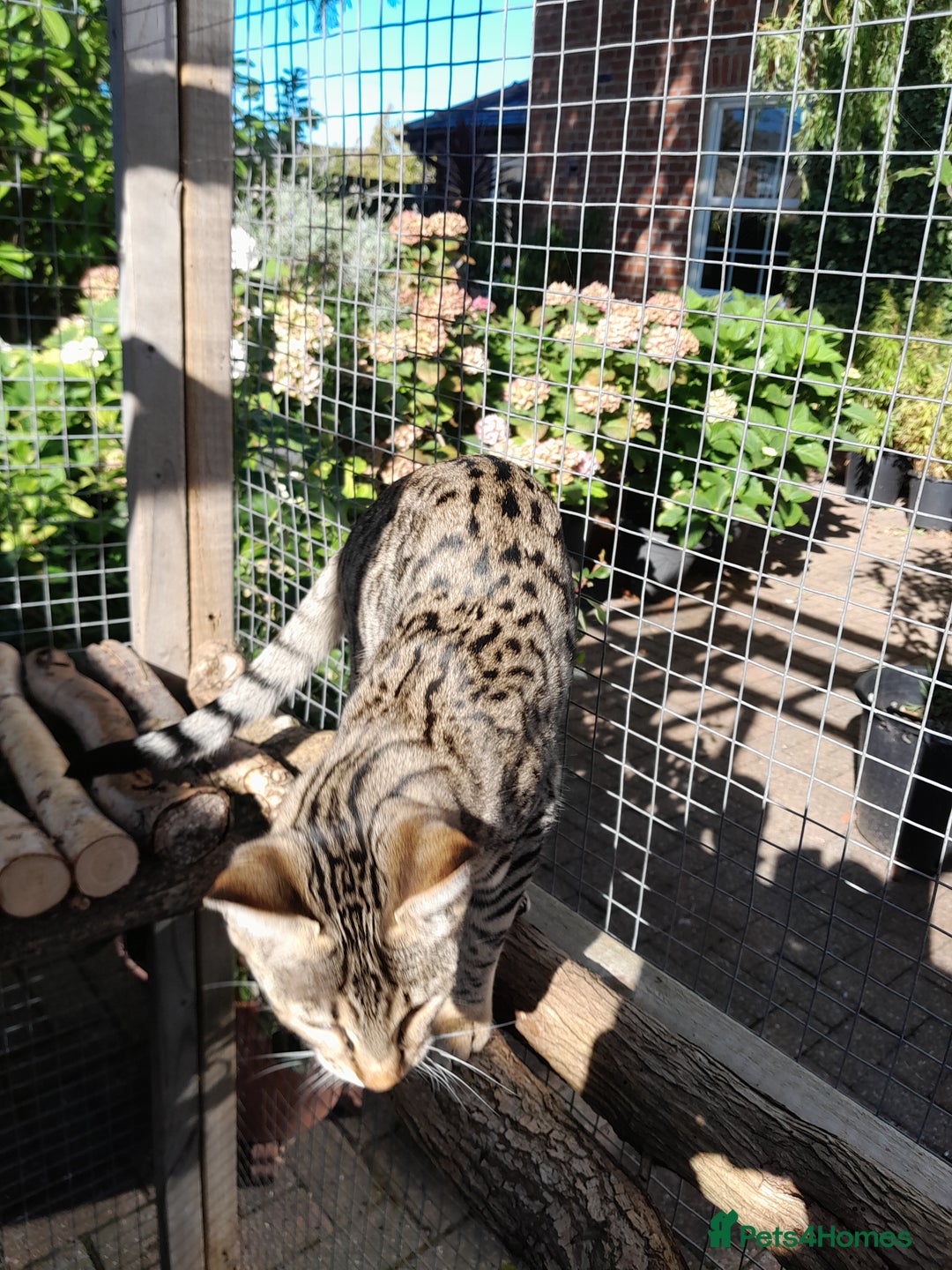 Savannah cats for sale: F5 Full Pedigree Tica Registered Girl Kitten - Image 15