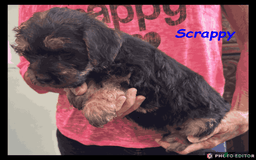 Mixed Breed dogs for sale: Beautiful Borderpoo Puppies – Ready 24th August - Image 20