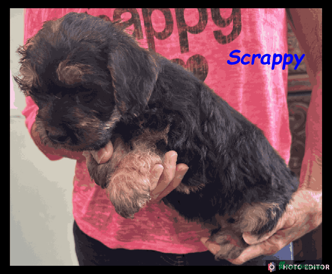 Mixed Breed dogs for sale: Beautiful Borderpoo Puppies – Ready 24th August - Image 20