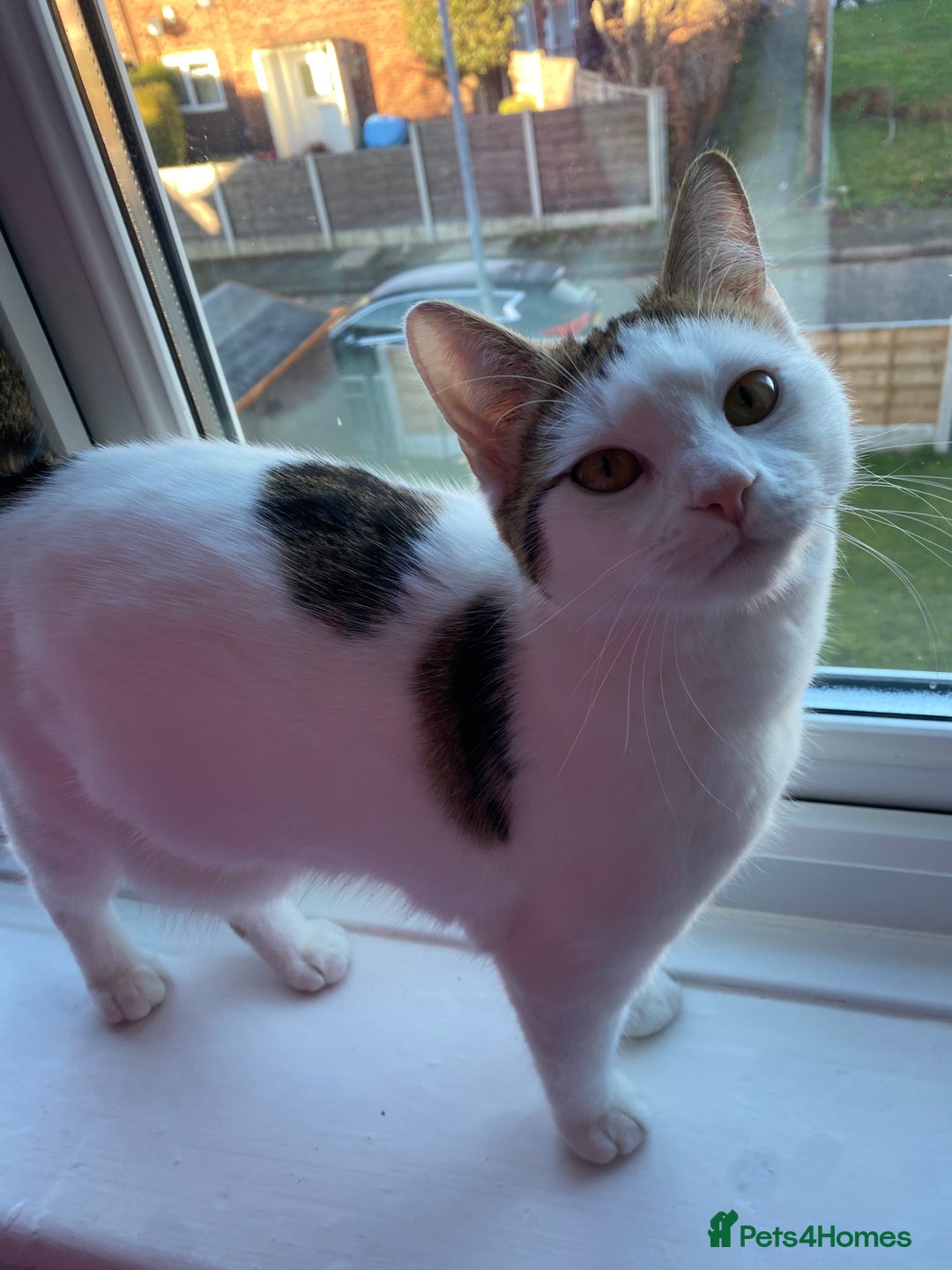 Domestic Shorthair cats for sale: Female kitten  - Advert 2