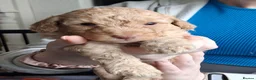 Poochon dogs for sale: Poochon Puppies (both parents health tested) - Advert 6