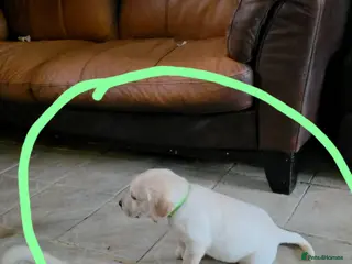 Labrador Retriever dogs Stunning labrador pup ready on 10th april - Advert 13