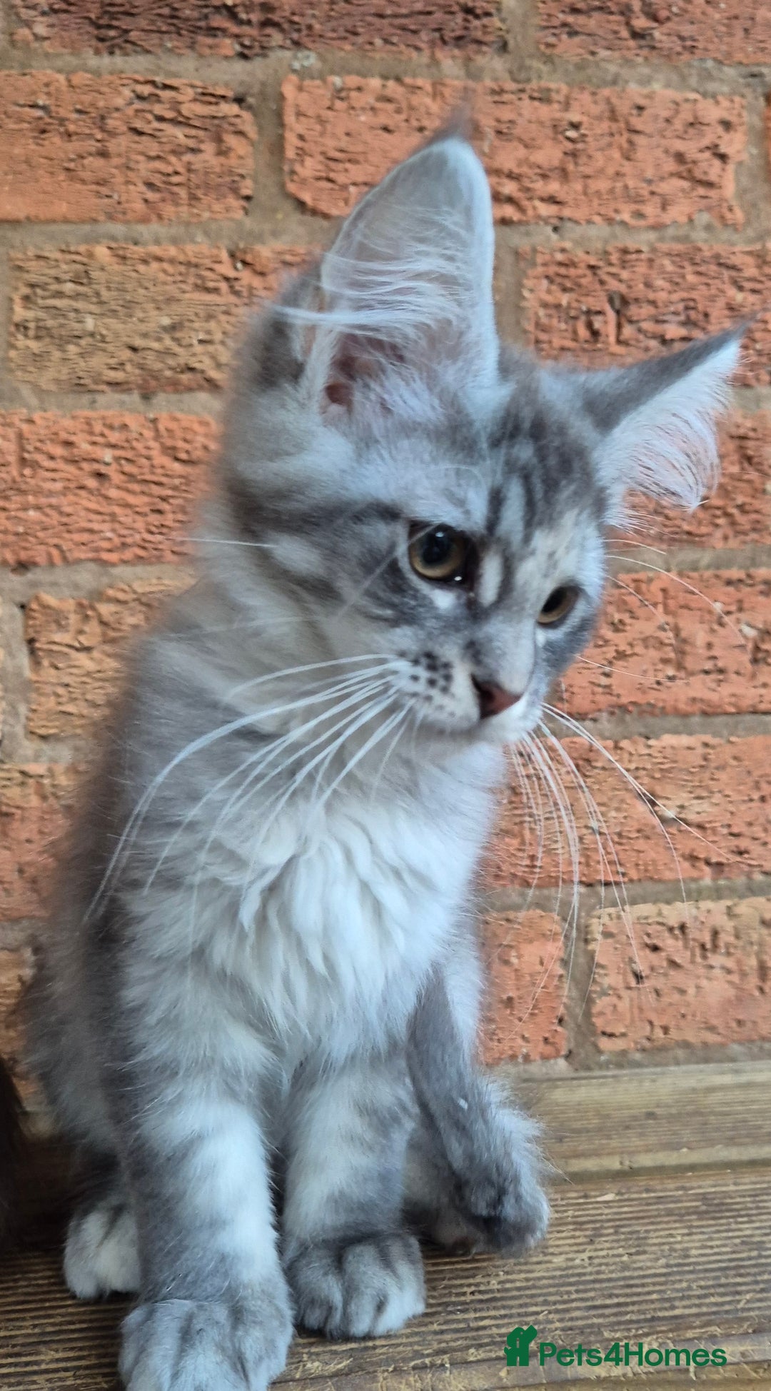 Maine Coon cats for sale: 2 Boys 3 girls Maine Coones kittens - Advert 13