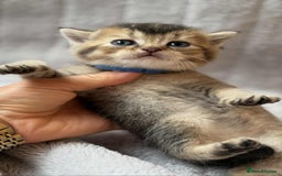 British Shorthair cats for sale: Lovely British Shorthair Golden TiCA - Image 4