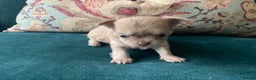 Chihuahua dogs for sale: Beautiful chihuahua puppies  - Advert 8