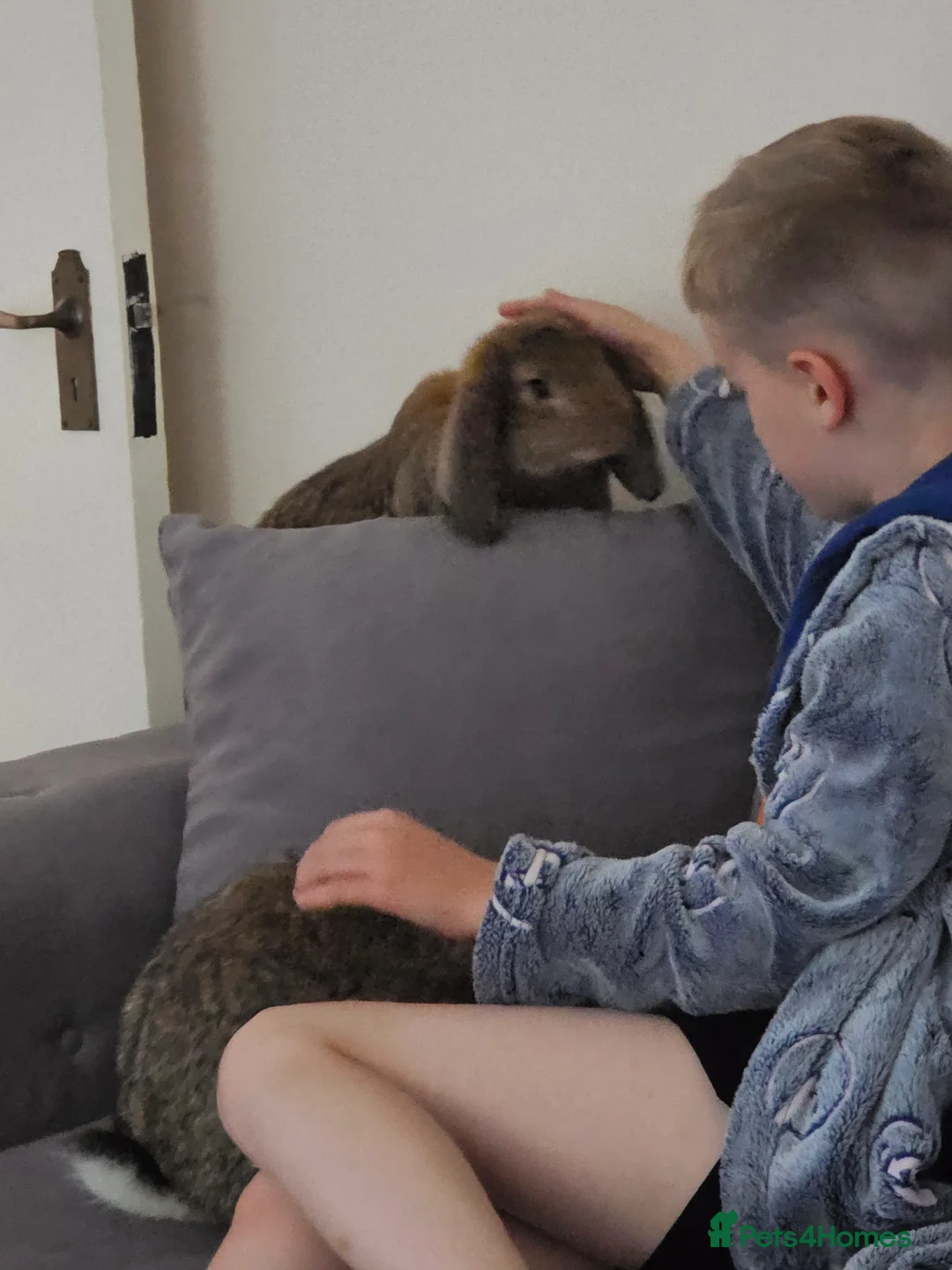 Continental Giant rabbits for sale: Two continental giants  - Advert 11