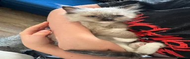 Ragdoll 6