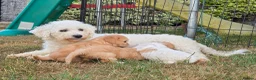 Cavachon dogs for sale: 10 STUNNING CAVACHONS😍🐾💙💖 - Advert 8