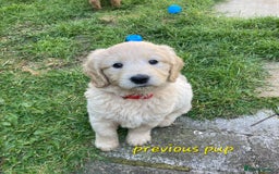 Goldendoodle dogs for sale: F1 Goldendoodle - Image 12