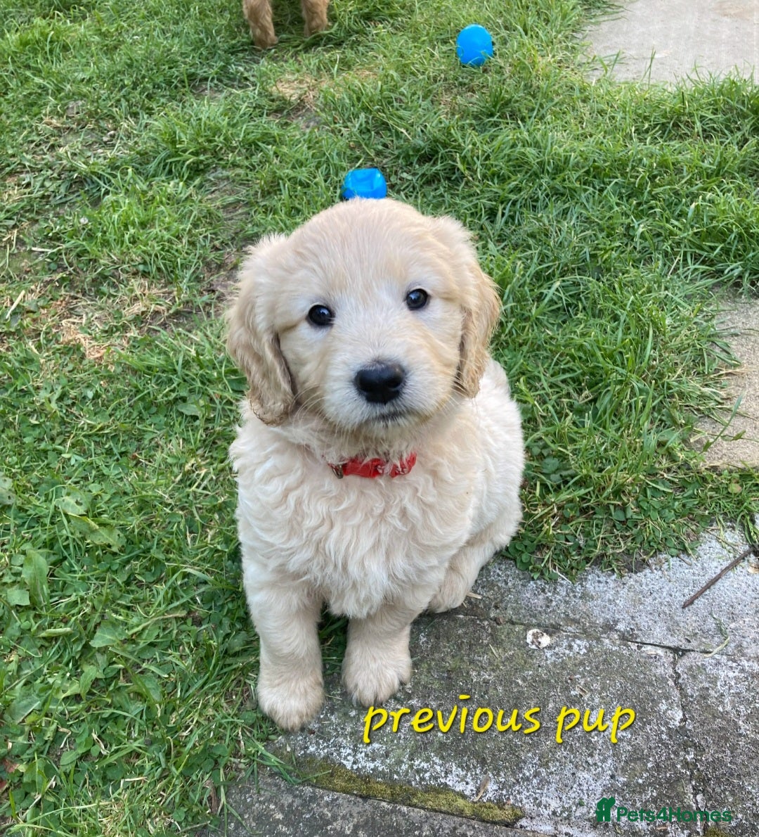 Goldendoodle dogs for sale: F1 Goldendoodle - Image 12