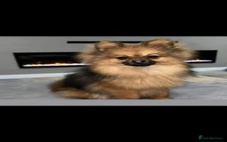 Mixed Breed dogs for sale: Yorkshire Terrier x Pomeranian Puppys - Advert 34