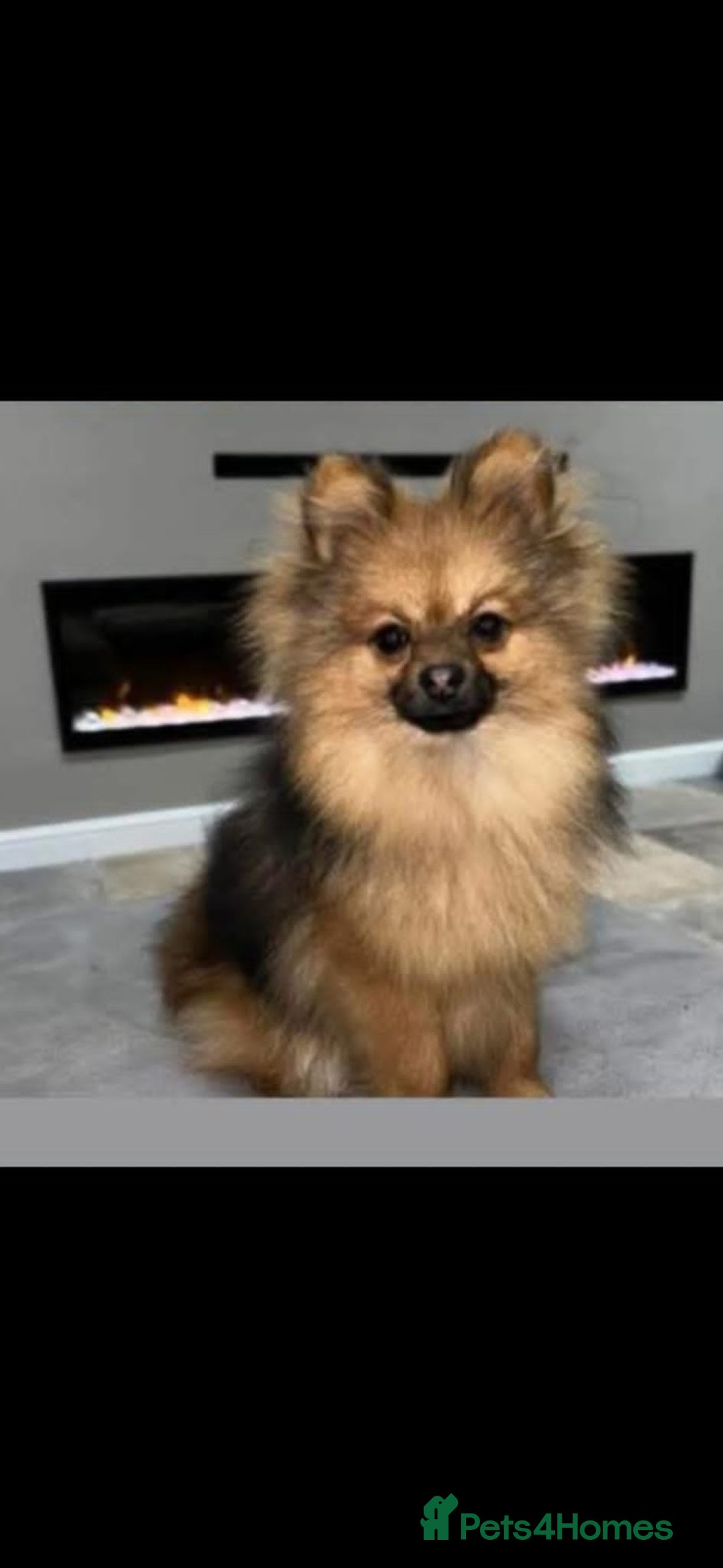 Mixed Breed dogs for sale: Yorkshire Terrier x Pomeranian Puppys - Advert 34