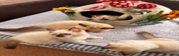 Ragdoll cats for sale: Stunning ragdolls kitten 🥰 - Advert 32