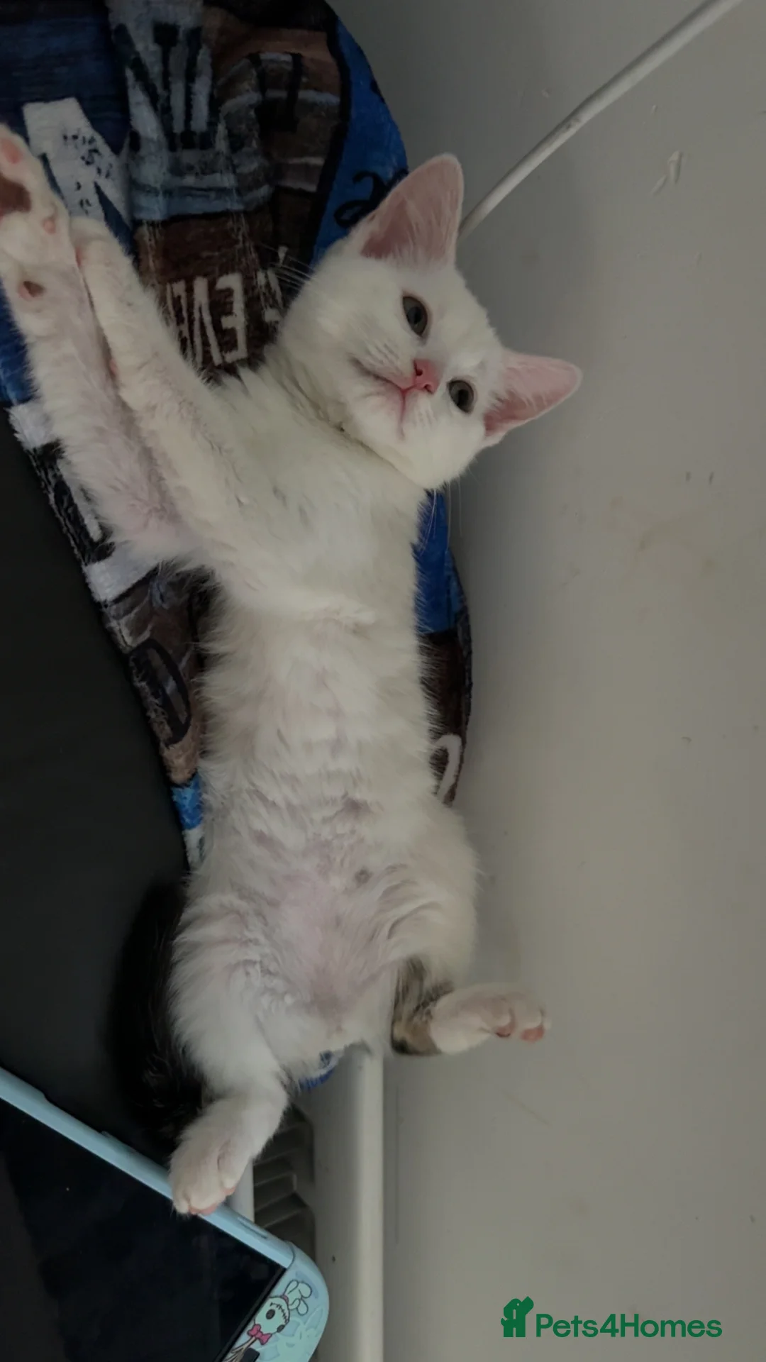 Mixed Breed cats for sale: Female kitten, white & tabby in Bristol - Advert 2