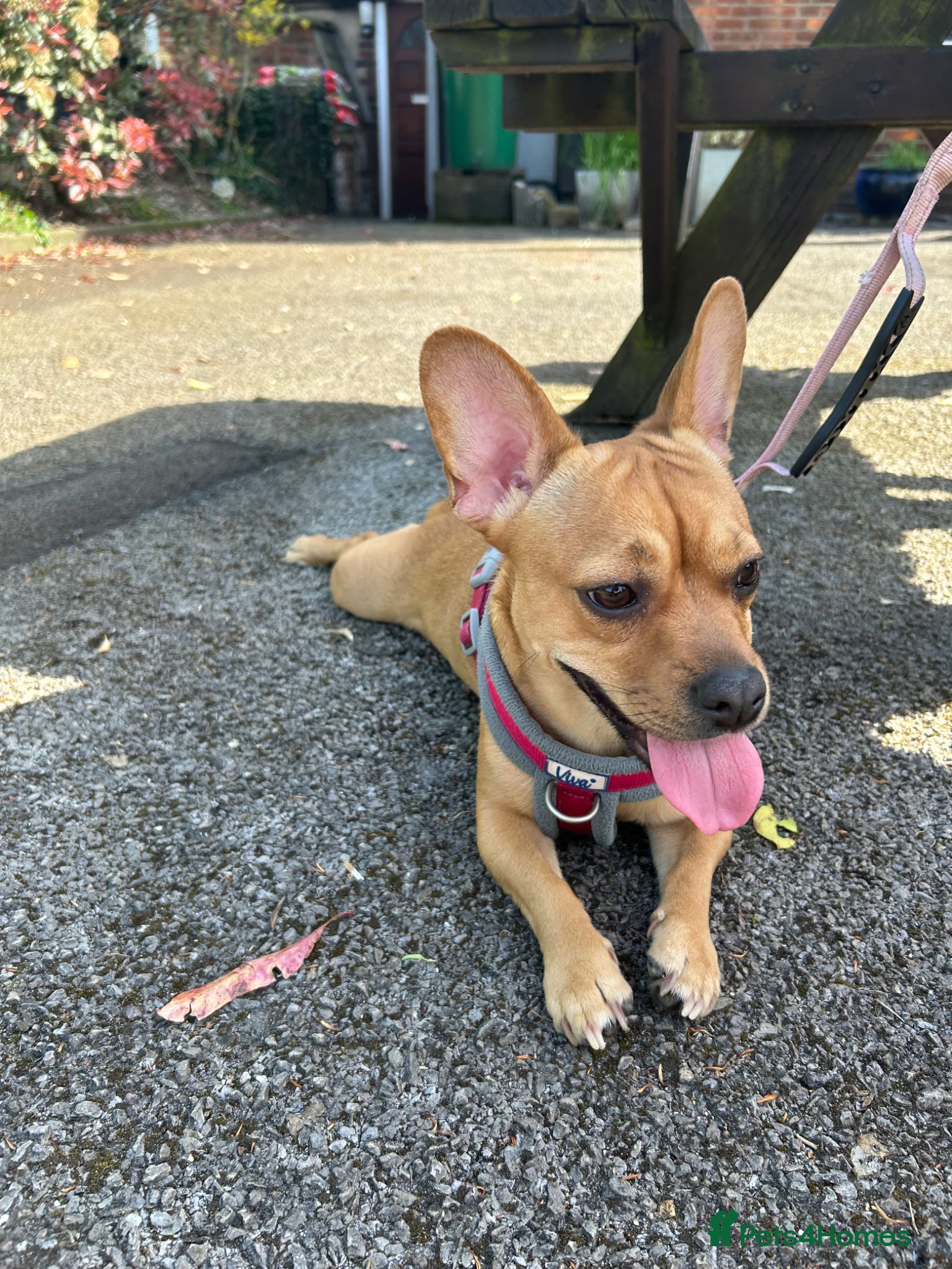 Mixed Breed dogs French bulldog X jack Russell  - Advert 1