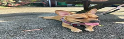 Mixed Breed dogs for sale: French bulldog X jack Russell  in Hemel Hempstead - Advert 1