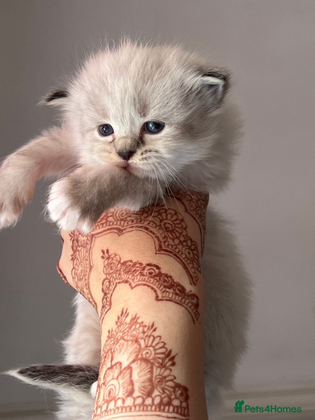 Ragdoll cats for sale: Ragdoll kittens - Image 4