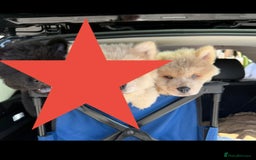Chow Chow dogs for sale: 2 Beautiful Male Chow Chow Puppies for sale  - Image 4
