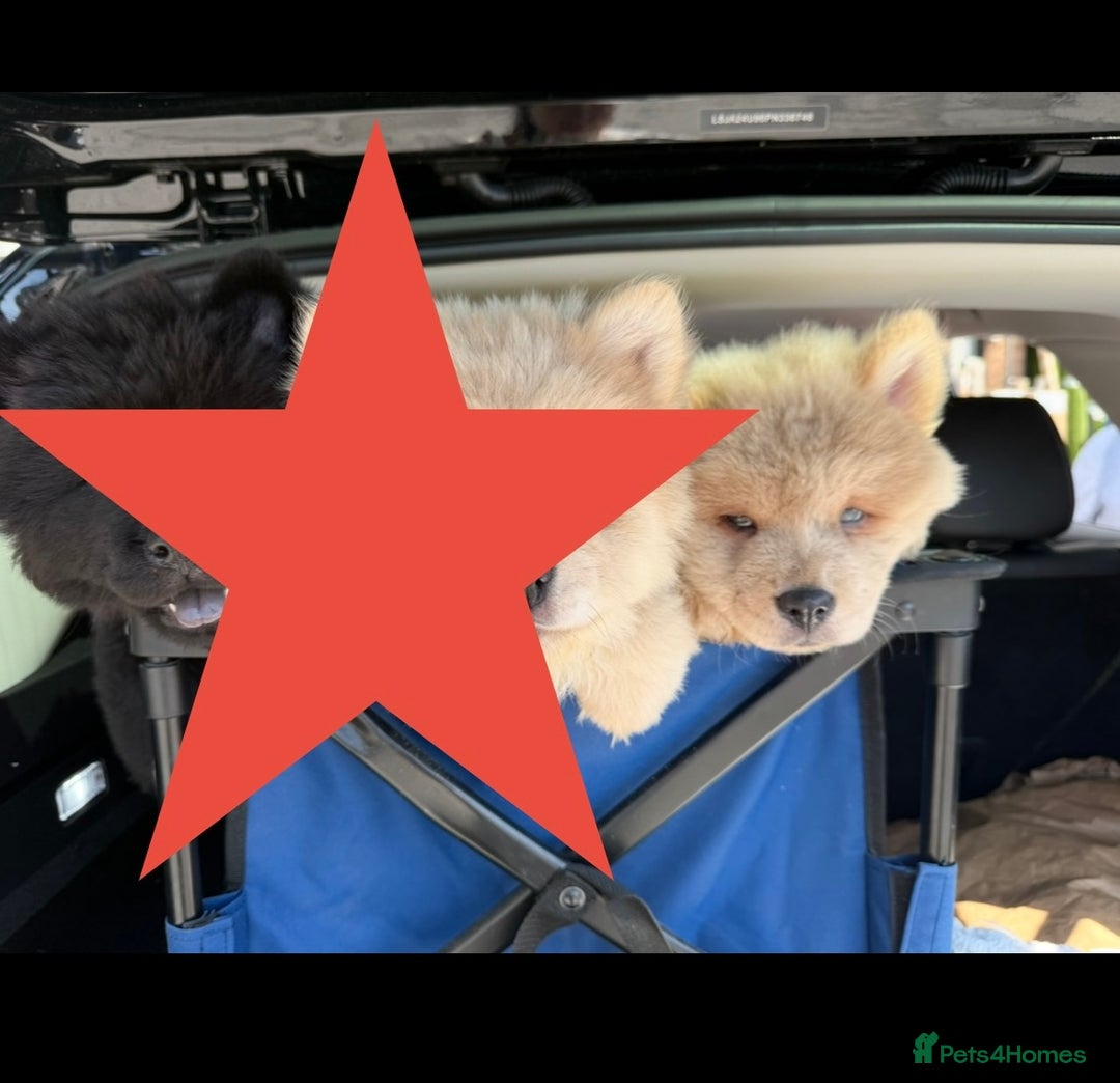 Chow Chow dogs for sale: 2 Beautiful Male Chow Chow Puppies for sale  - Image 4