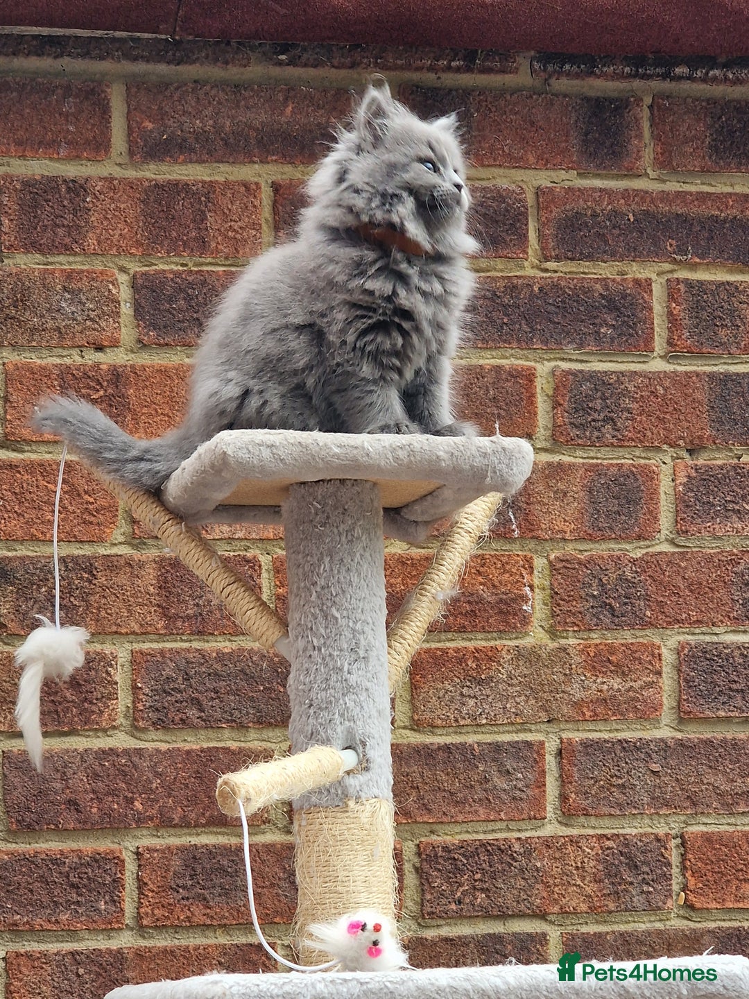 British Longhair cats for sale: Blue & Lilac Gorgeous fluffy BLH male kittens - Advert 3