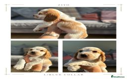Cocker Spaniel dogs for sale: KC REG Showtype Cocker Spaniel LAST PUP ready 3/8 - Image 6