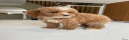Cockapoo dogs for sale: F1B Cockapoo Pups - Ready to leave now!! - Advert 8
