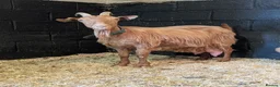 Goats livestock for sale: 1 mum and 4 babies Golden Guernseys  in Princes Risborough - Advert 4