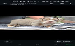 Olde English Bulldogge dogs for stud: NEBBR REGISTERED OLDE ENGLISH BULLDOGGE STUD in Worcester - Image 12