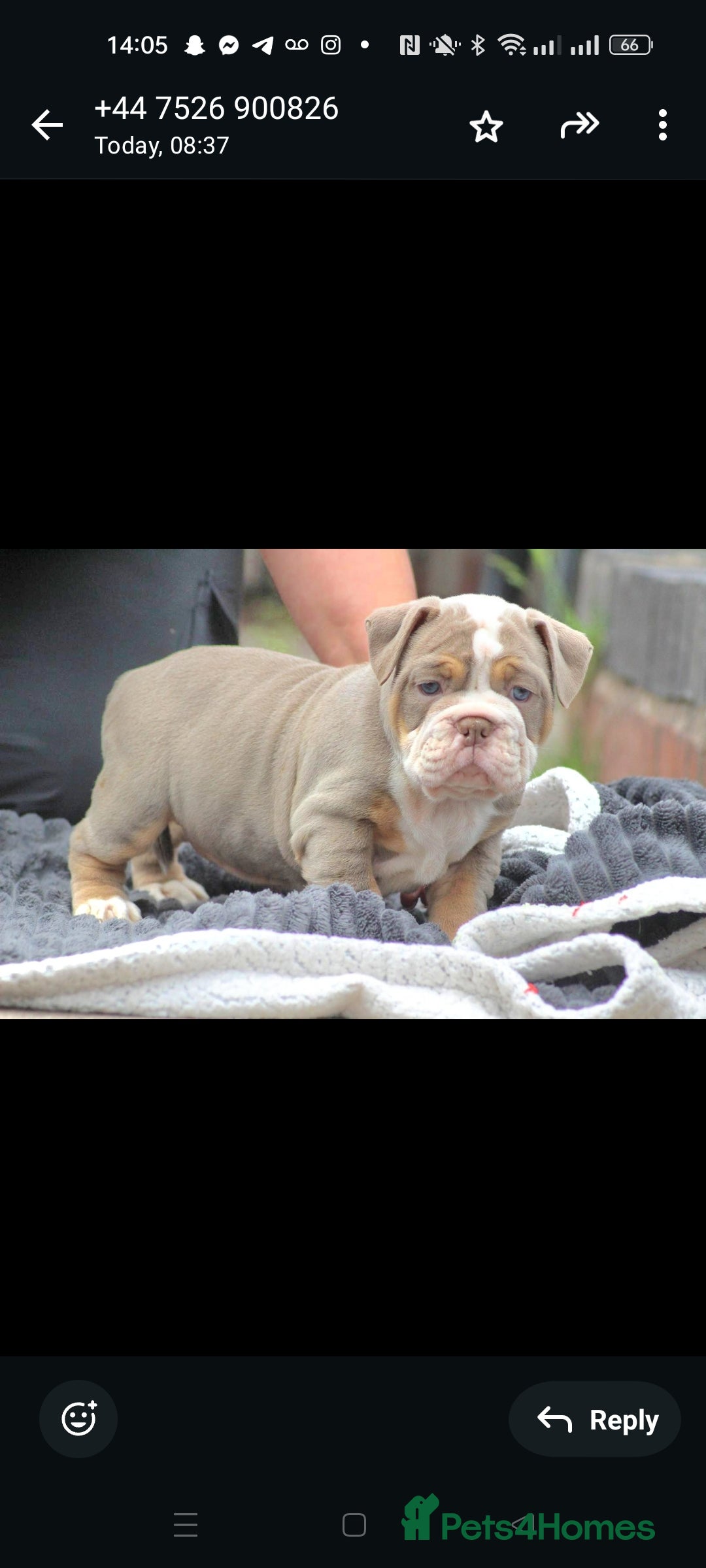 Olde English Bulldogge dogs for stud: NEBBR REGISTERED OLDE ENGLISH BULLDOGGE STUD in Worcester - Image 12