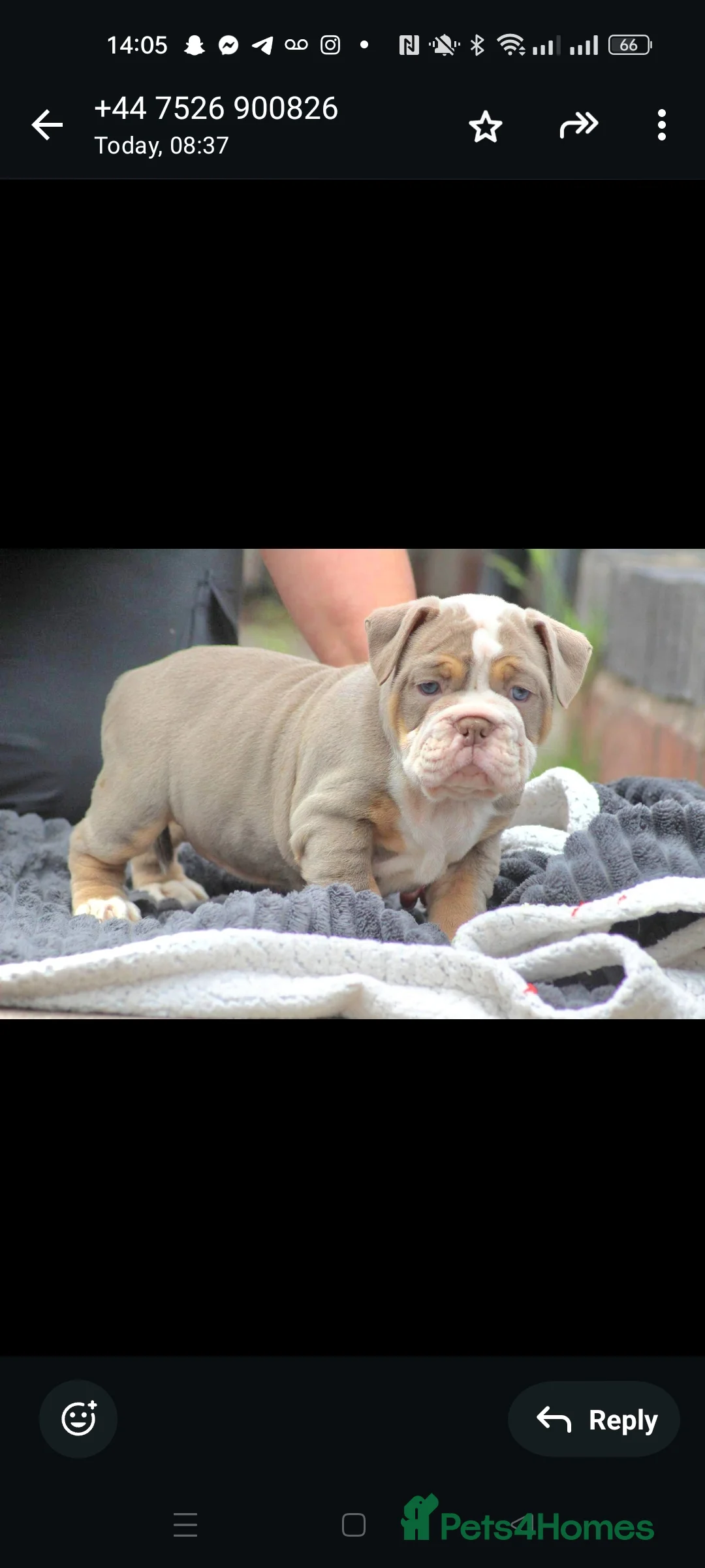 Olde English Bulldogge dogs for stud: NEBBR REGISTERED OLDE ENGLISH BULLDOGGE STUD in Worcester - Advert 12