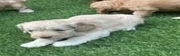Cockapoo dogs for sale: Beautiful Cockapoo puppies  - Advert 4