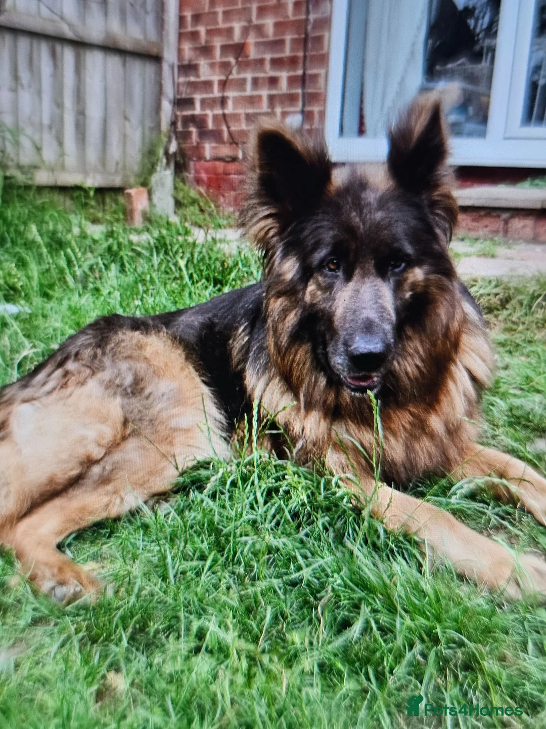 German Shepherd dogs for sale: German shepherd bitch in Darlington - Advert 5