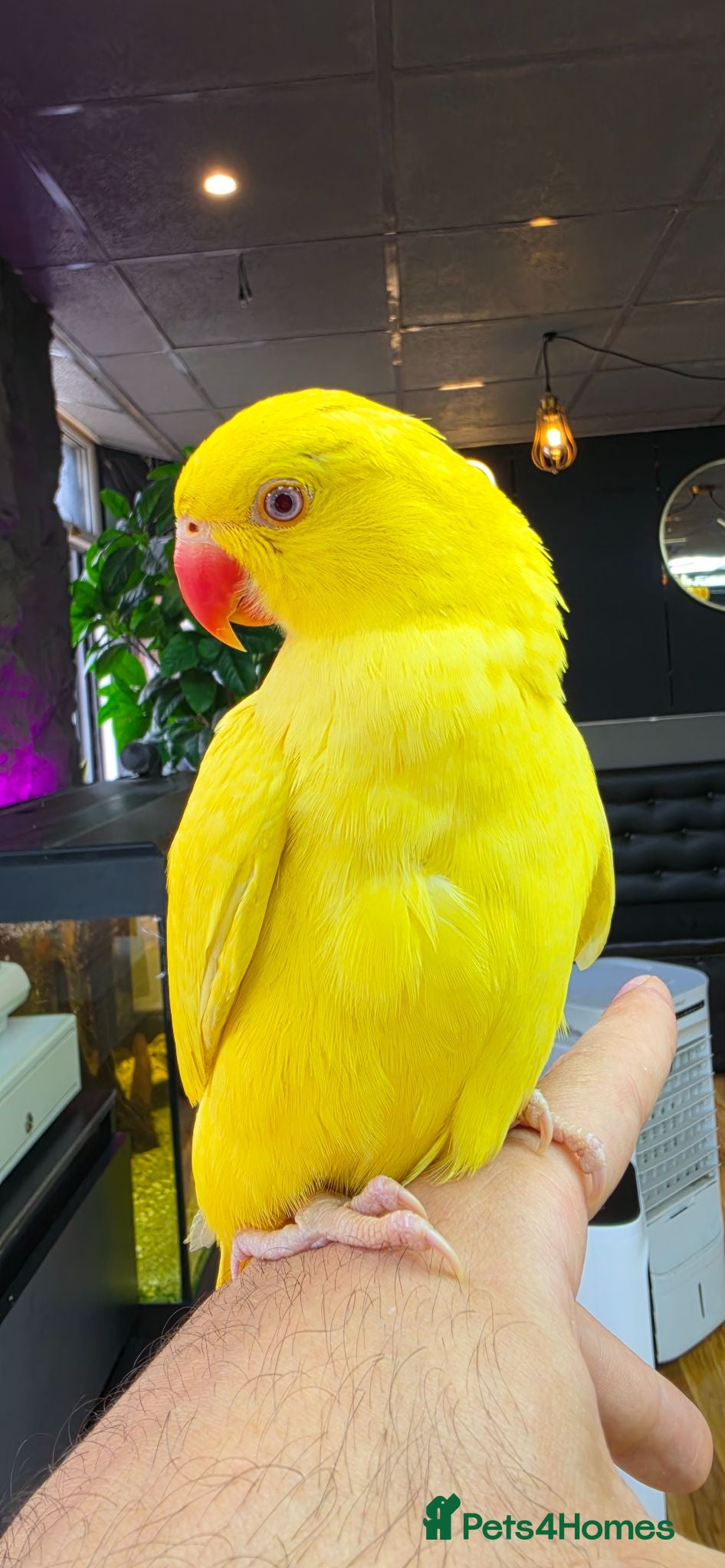 Ringnecks birds Beautiful ringneck for sale - Advert 3